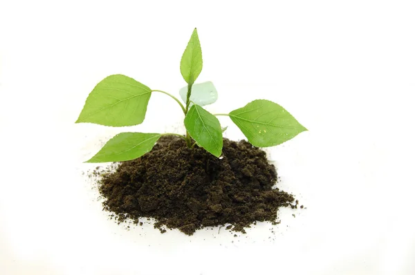 Young plant on a white background — Stock Photo, Image