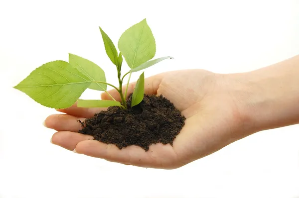 Plant in hand Stock Photo