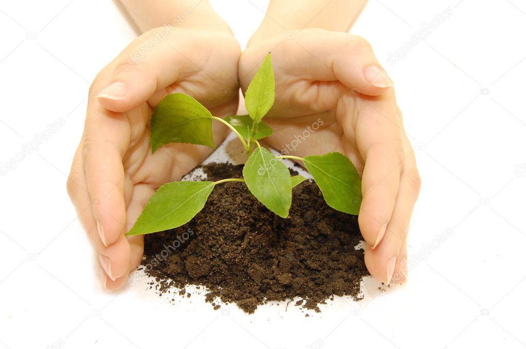 Plant in hands on white