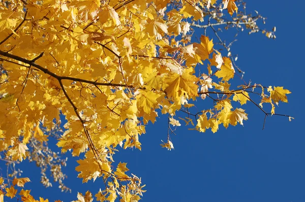 Herfst bladeren en de blauwe hemel — Stockfoto