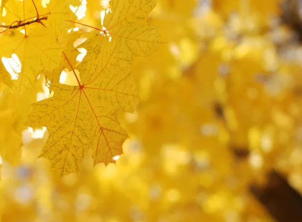 Żółte jesienne liście na drzewie — Zdjęcie stockowe