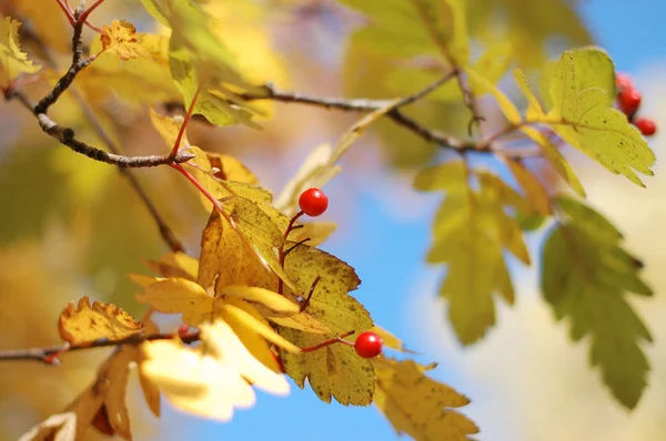 Sárga őszi levelek és a hegyi kőris — Stock Fotó