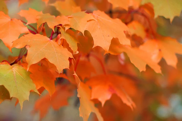 Gelbe Herbstblätter auf einem Baum — Stockfoto
