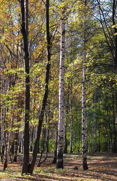 सौर हवामानात रंगीत शरद ऋतूचे उद्यान — स्टॉक फोटो, इमेज