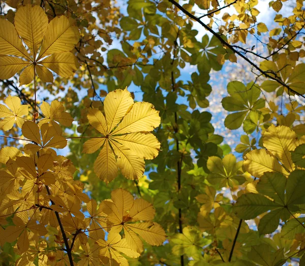 Herbstblätter und blauer Himmel — Stockfoto