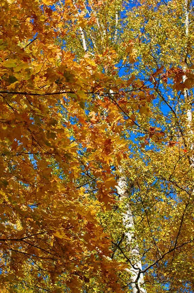 Herbstlaub im schönen Park — Stockfoto