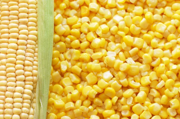 Orelha de milho fresco e milho enlatado — Fotografia de Stock