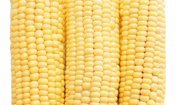 Frisch geernteter Mais — Stockfoto