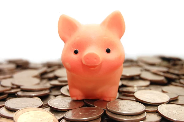 Pequeño cerdo se sienta en monedas — Foto de Stock