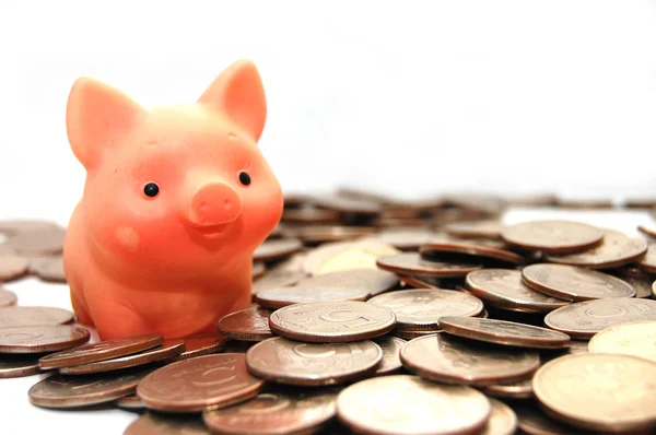 Świnia mała siedzi na monety — Zdjęcie stockowe