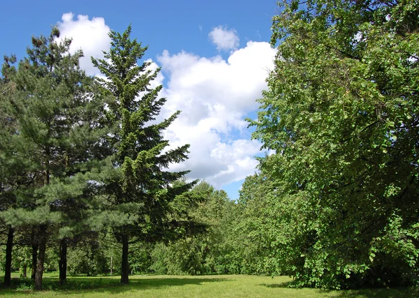 Groene bomen en bewolkte hemel — Stockfoto