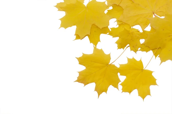 Telaio da foglie di autunno — Foto Stock
