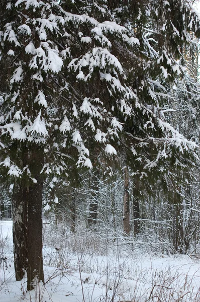 El fondo con árboles de invierno — Foto de Stock