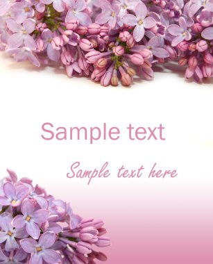 Lilac flowers on white background clipart