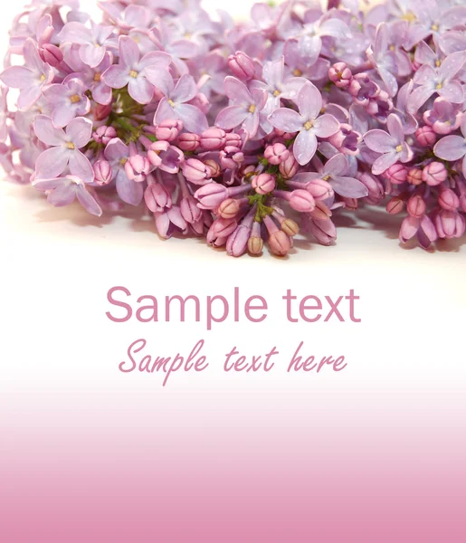 白色背景的紫丁香花 — 图库照片