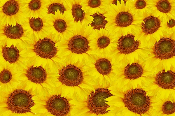 Les magnifiques tournesols jaunes — Photo