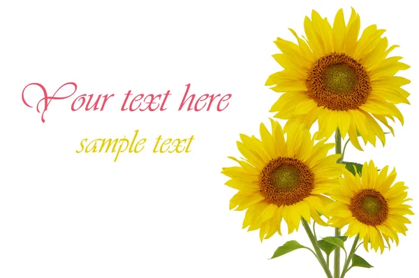 Yellow sunflowers isolated on white — Stock Photo, Image
