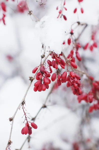 Bagas vermelhas em um ramo de neve — Fotografia de Stock