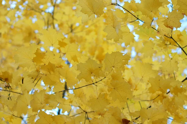 Herbstblätter und blauer Himmel — Stockfoto