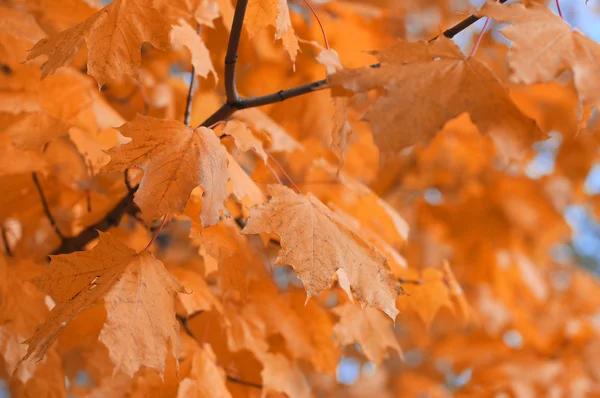 Herfst bladeren en de blauwe hemel — Stockfoto