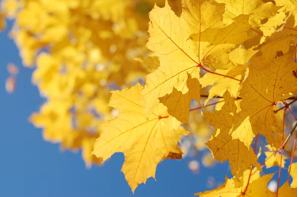 Őszi levelek és a kék ég — Stock Fotó