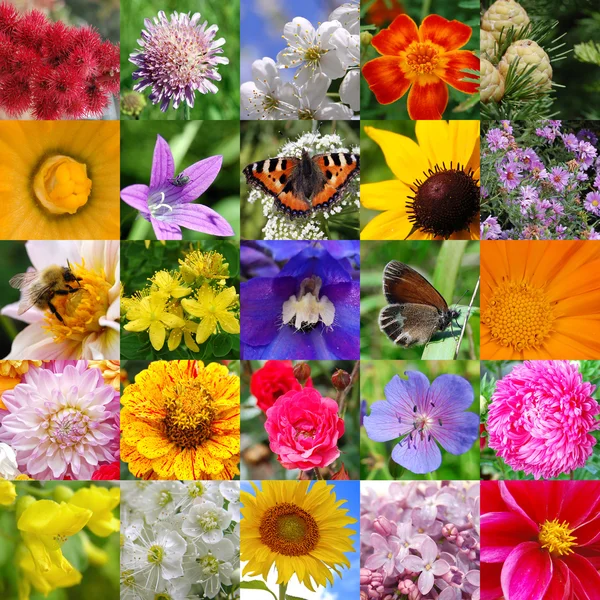 Kleurrijke collage kleuren — Stockfoto