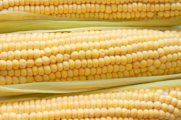Friskhøstet majs, nærbillede - Stock-foto
