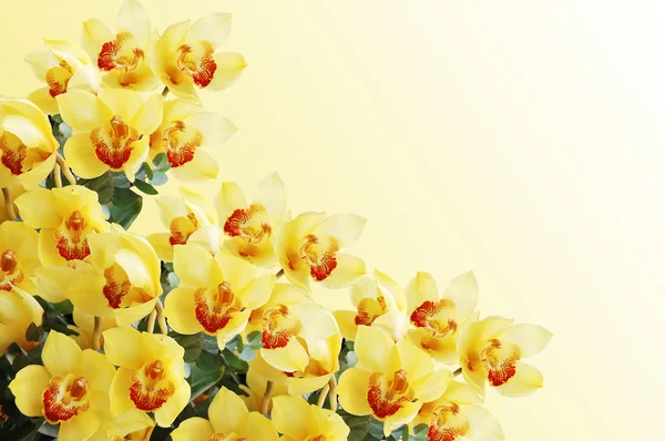 Beautiful branch of a fresh orchid — Stock Photo, Image