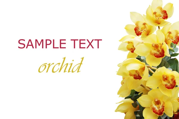 Güzel taze bir orkide Şubesi — Stok fotoğraf