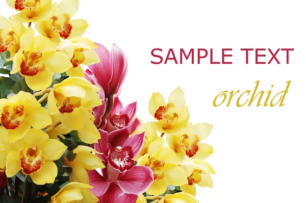 Ramo bonito de uma orquídea fresca — Fotografia de Stock
