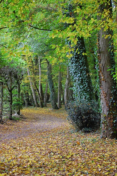 stock image Kind on avenue with the fallen leaves