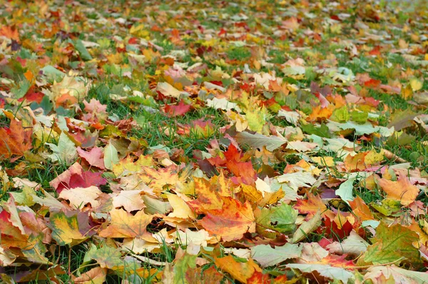秋天的叶子在绿草上 — 图库照片