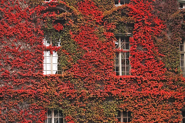 Vackra fasaden på en byggnad — Stockfoto