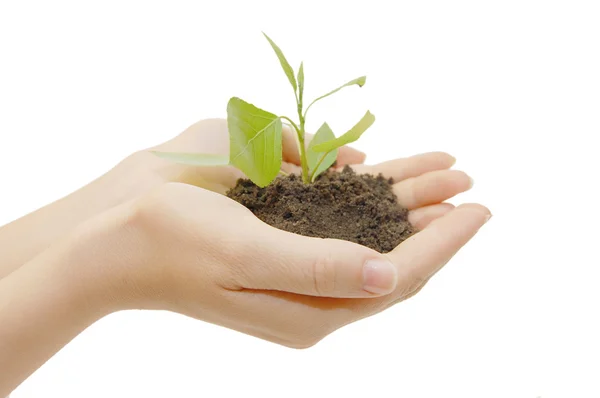 A person holding a small plant — Stock Photo, Image