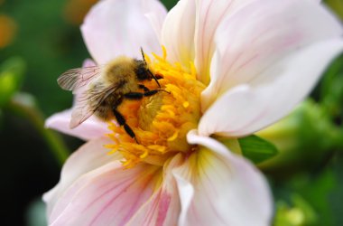 Close-up of bumblebee on flower clipart