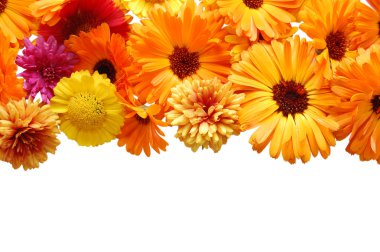 Beautiful border from fresh flowers on a white b clipart