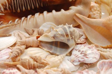 Seashell arka plan çeşitli kabukları ile