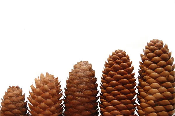 Cones de pinheiro isolados sobre fundo branco — Fotografia de Stock