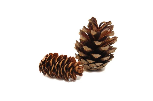 Pine cones isolated on white background — Stock Photo, Image