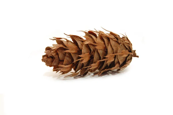 Pine cone on white background — Stock Photo, Image