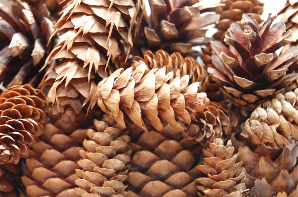 Contexto dos cones de pinheiro — Fotografia de Stock