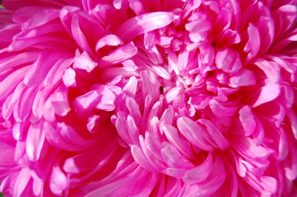 Close-up van kleurrijke paarse en roze aster — Stockfoto