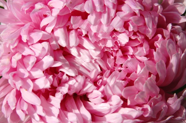 Närbild av färgstarka lila och rosa aster — Stockfoto