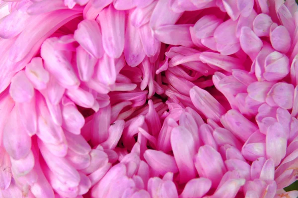 Detail barevné fialové a růžové aster — Stock fotografie