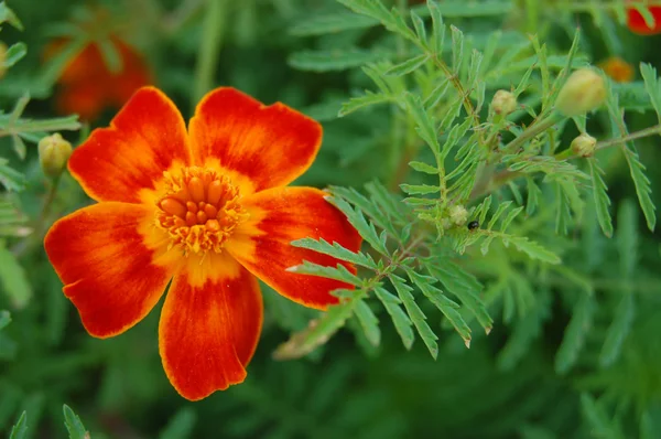 stock image Zinnia flowers on the natural background