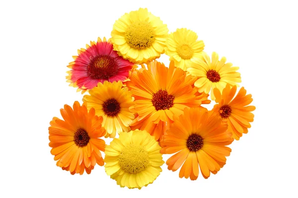 Flowers with yellow petals on a white background — Stock Photo, Image
