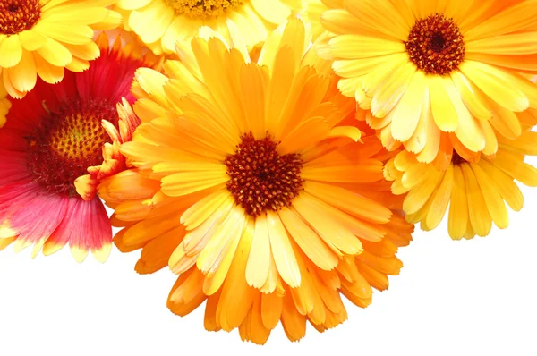 Sieraad vanaf zomer mooie bloemen op een whit — Stockfoto