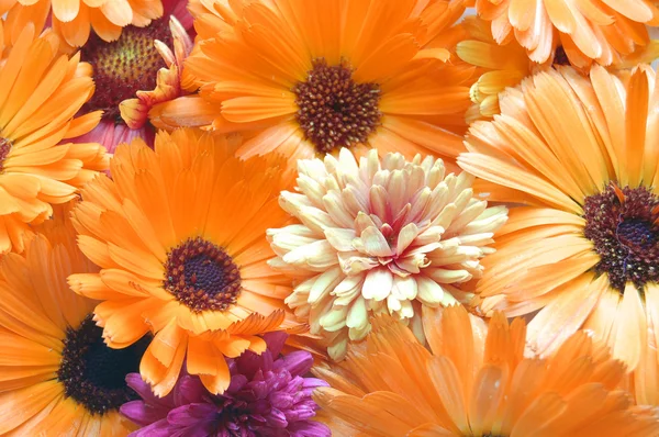 Multi colored flowers pattern background — Stock Photo, Image