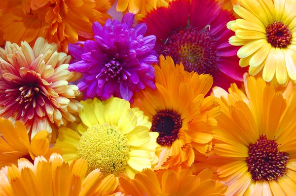 Multi gekleurde bloemen patroon achtergrond — Stockfoto