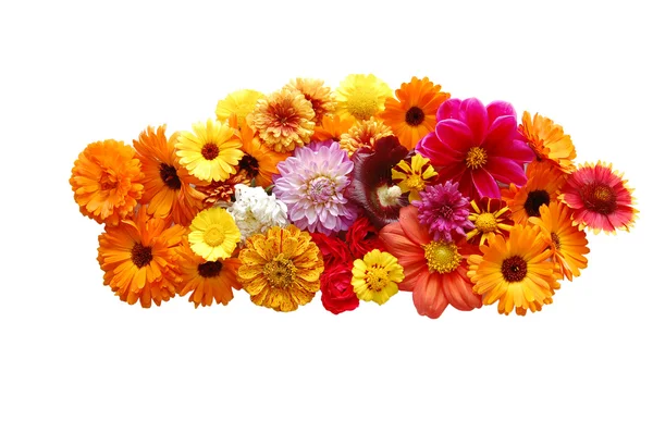 Bloemen met bloemblaadjes van verschillende kleuren op een whit — Stockfoto